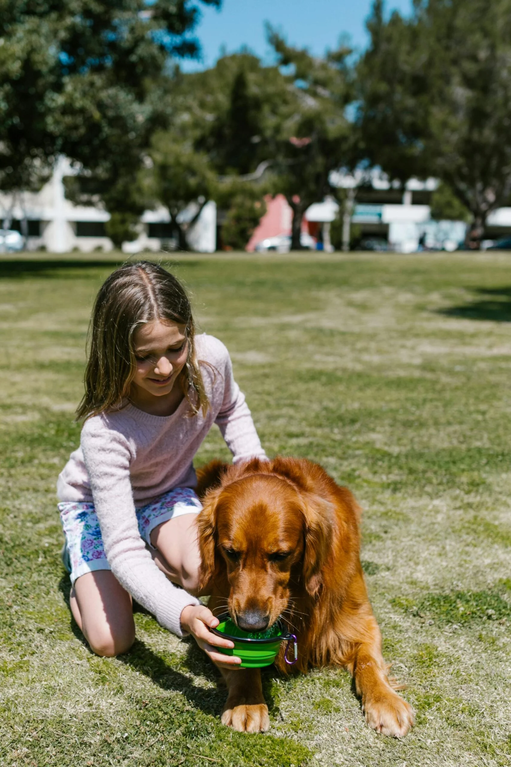 Young girl kneeling on a sunny grassy lawn, smiling as she holds a bright green bowl for her golden retriever dog to drink from, with blurred trees and buildings in the background.
